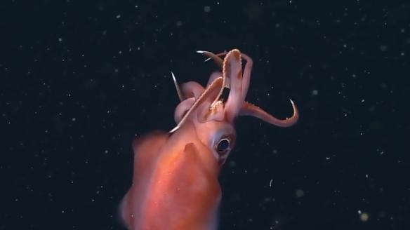 深海水族館隱藏魚最新發(fā)現(xiàn)，探索未知的深海奇跡，深海新發(fā)現(xiàn)揭秘，未知水族館隱藏魚種，探索深海奇跡之旅