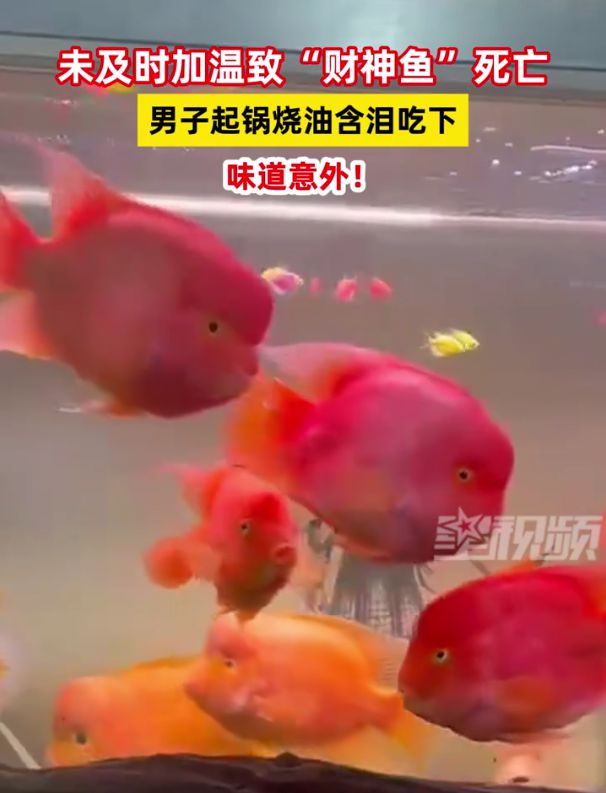 財(cái)神魚(yú)死亡與男子起鍋燒油含淚吃下的故事，男子含淚烹飪財(cái)神魚(yú)，死亡與食欲的交織故事