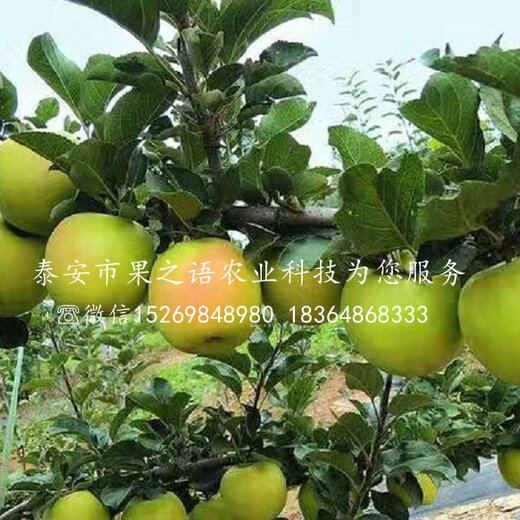 淳化瑞雪蘋(píng)果的種植歷史，一種傳統(tǒng)與現(xiàn)代融合的果實(shí)傳奇，淳化瑞雪蘋(píng)果，傳統(tǒng)種植與現(xiàn)代融合的果實(shí)傳奇