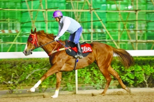 關(guān)于澳門特馬今晚開獎的討論，澳門特馬今晚開獎討論背后的犯罪風(fēng)險警示