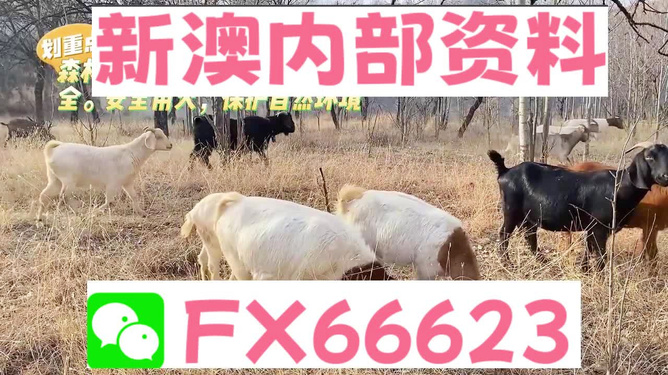 新澳2024今晚資料解析與預(yù)測，新澳2024今晚資料解析與精準預(yù)測