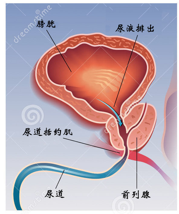 前列腺增大，藥物治療的選擇與效果分析，前列腺增大，藥物治療選擇與效果解析