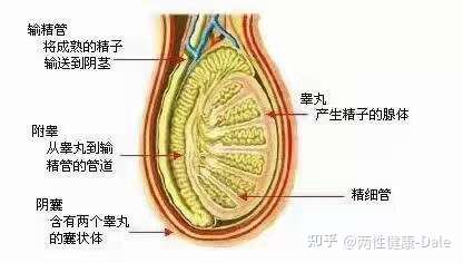 關(guān)于睪丸酮能否促進(jìn)二次發(fā)育的問題探討，關(guān)于睪丸酮對(duì)二次發(fā)育影響的探討（敏感話題，請(qǐng)謹(jǐn)慎處理）